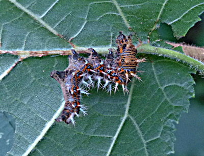 Comma larva under hazel leaf 10Aug17