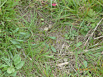 Small Copper egg habitat Knebworth Park 2Oct17