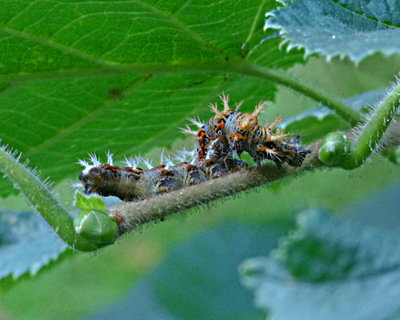 Comma larva on hazel Stevenage 6Aug17