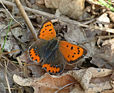 Small Copper Knebworth Park 15Oct17