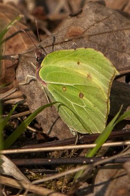 Brimstone (m)_DSC_0155_08Apr17_SCP_HR.jpg