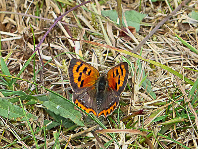 SmallCopper 1 garden 4Aug18.jpg