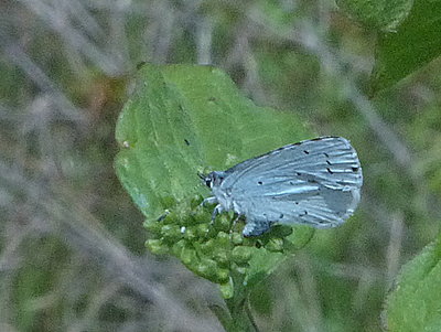 HollyBlue on Dogwood 1 16May17