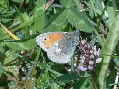 Small Heath Bison Hill 26May17