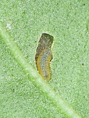SmallCopper larva 1 garden 12Aug18.jpg