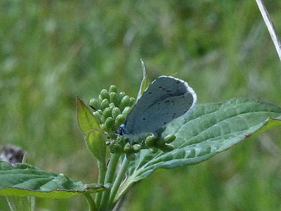 HollyBlue on Dogwood 2 16May17