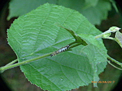 Comma 3rd instar larva on hazel 26Jul17