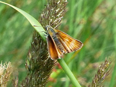 SmallSkipper 1c NortonGreenCommon 23Jul18.jpg