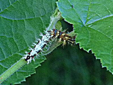 Comma 3rd instar larva on hazel 31Jul17