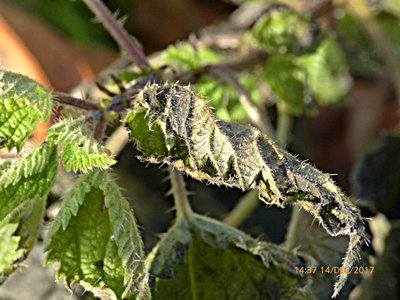 Red Admiral larval tent? Knebworth Park 14Dec17