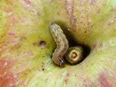 Larva back garden 18Nov16