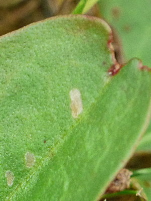 SmallCopper larva sorrel leaf upper surface garden 12Aug18.jpg