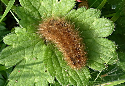 Moth larva Knebworth Park 15Oct17