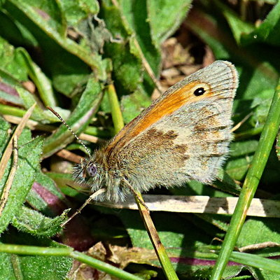 SmallHeath 2 WateryGrove 6Jun19.jpg