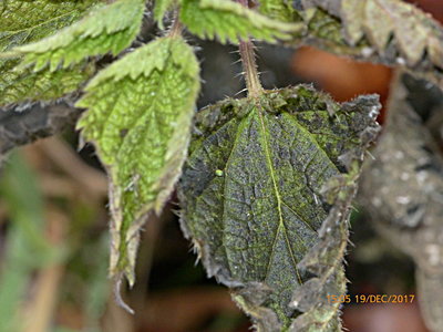 Red Admiral egg Knebworth Park 19Dec17