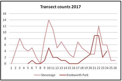 Speckled Wood transect counts 2017