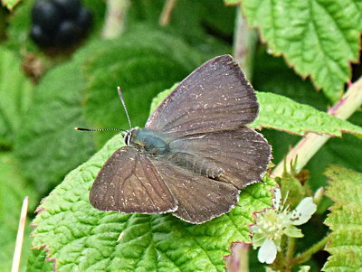 PurpleHairstreak 3 NortonGreenCommon 20Jul18.jpg