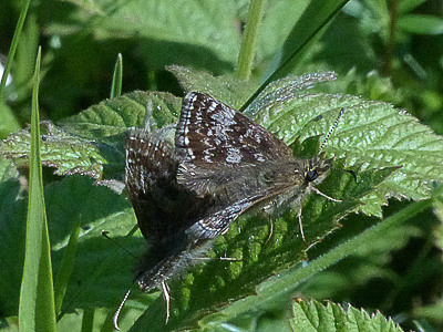Dingy Skippers Bison Hill 26May17
