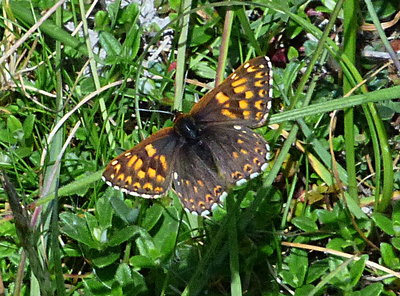 Duke of Burgundy Dunstable Downs 15May19