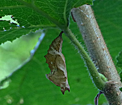 Second Comma pupa on same hazel shrub 20Aug17