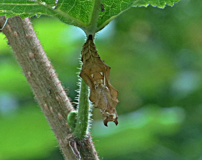 Comma pupa 2 Millennium Wood 19Aug17