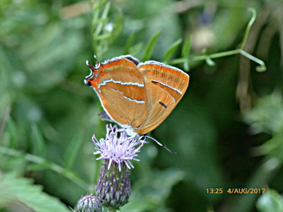 Brown Hairstreak (f) Bookham Common 4Aug17