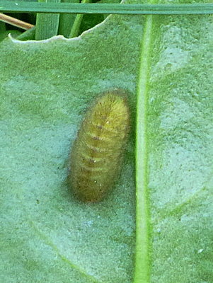 Small Copper larva Stevenage garden 21Mar19