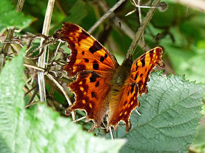 Comma Norton Green 17Aug18