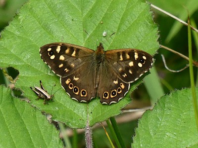 Speckled Wood Norton Green 29May22