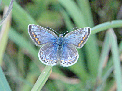 Common Blue (f) Shackledell 25Jul17