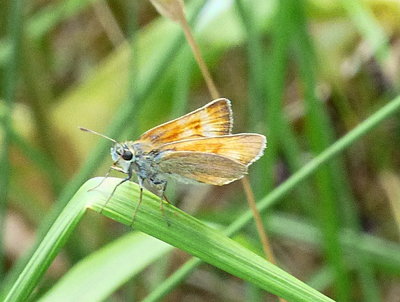 SmallSkipper 1a NortonGreenCommon 23Jul18.jpg