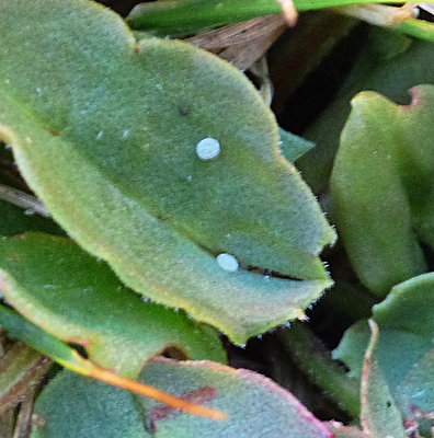 SmallCopper eggs garden 6Aug18.jpg