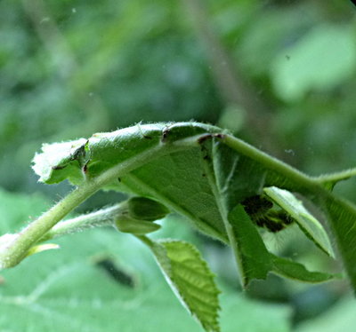 Comma larva in hazel leaf tent 3Aug17