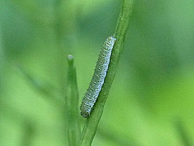 Orange-tip larva Shackledell 30May17