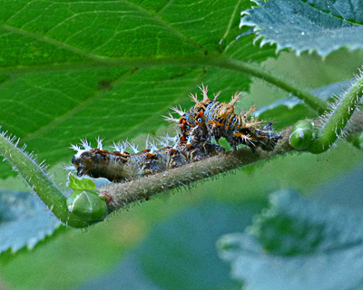Comma larva 4th instar 6Aug17