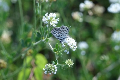 P1180343 - tiger blue comp.jpg