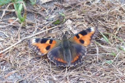 ab Small Tortoiseshell.jpg