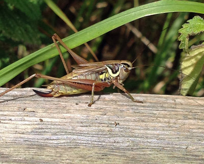 Roesel's Bush Cricket 3496.jpg