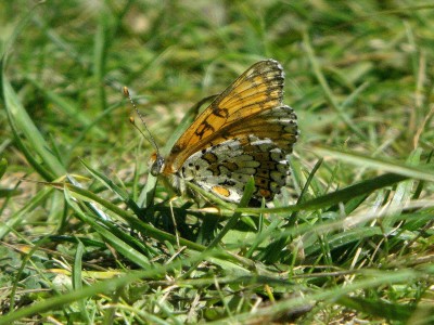 Glanville Fritillary PB vBest 0741a.jpg