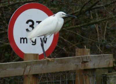 P1170211 Little Egret on fence..JPG