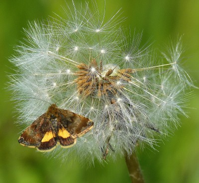 Small Yellow Underwing (moth).