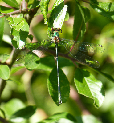 Male  Willow Emerald.
