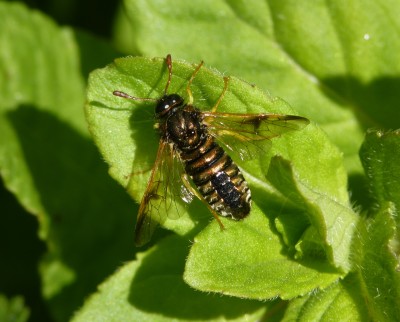 Scabious Sawfly.