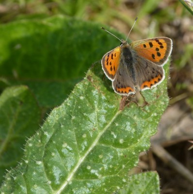 Male Small Copper ,ready to launch himself at intruders !