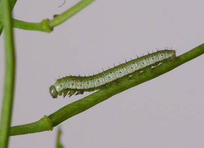 Orange -tip larva ,from rescued eggs.