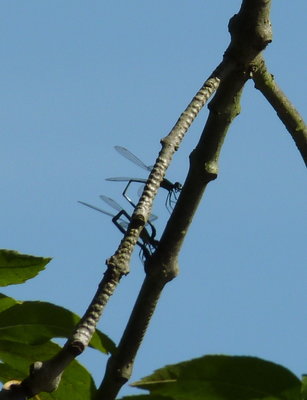 egg laying markings on Ash branch.