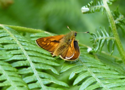 Large Skipper, Ditchling Common. 9.6.2022.