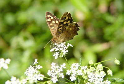 Female Speckled Wood.