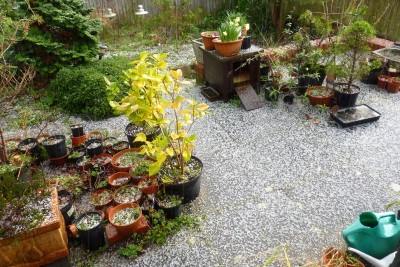 My hail covered garden this morning.
