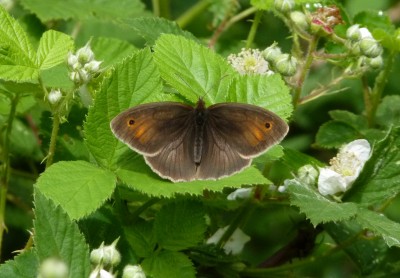 This Meadow Brown completed the day.